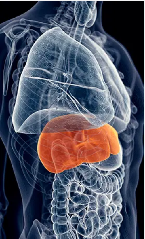 HepatoBurn Blood Sugar Support